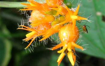 Parasitic wasp on a flower